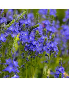 Österreichischer Ehrenpreis (Veronica austriaca) Königsblau