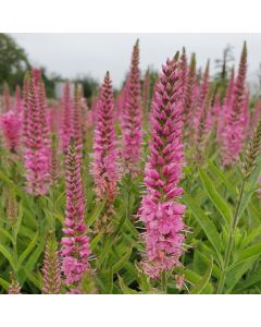 Ehrenpreis (Veronica) VERONIQUE Pink