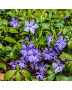 Kleinblättriges Immergrün (Vinca minor)