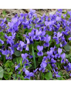 Duftveilchen (Viola odorata ) Königin Charlotte