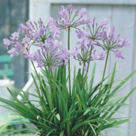 Zwerg-Schmucklilie (Agapanthus africanus) Peter Pan | Lichtnelke  Pflanzenversand