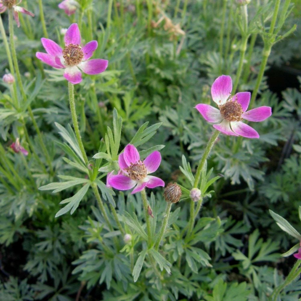 Rotes Gartenwindröschen Anemone Multifida Annabella Deep Rose