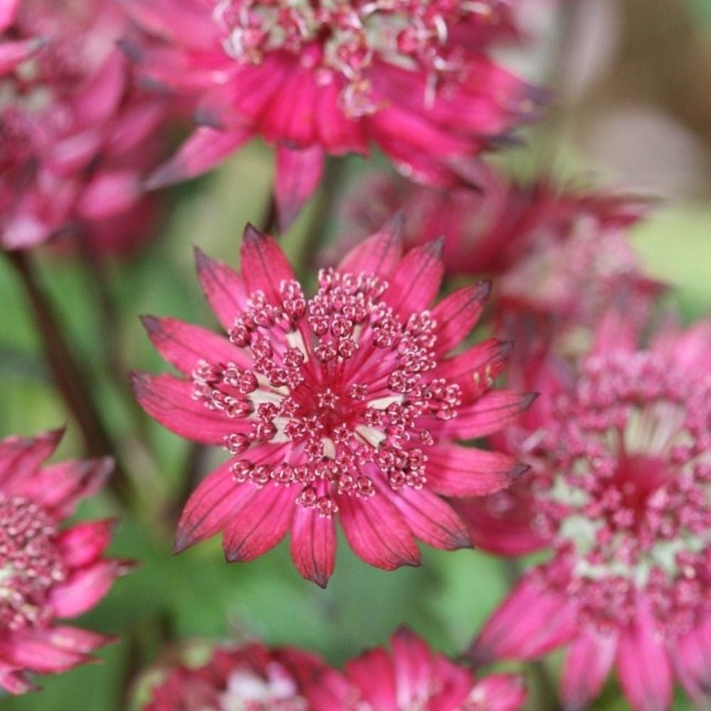 Große Sterndolde Astrantia Major Washfield Lichtnelke Pflanzenversand