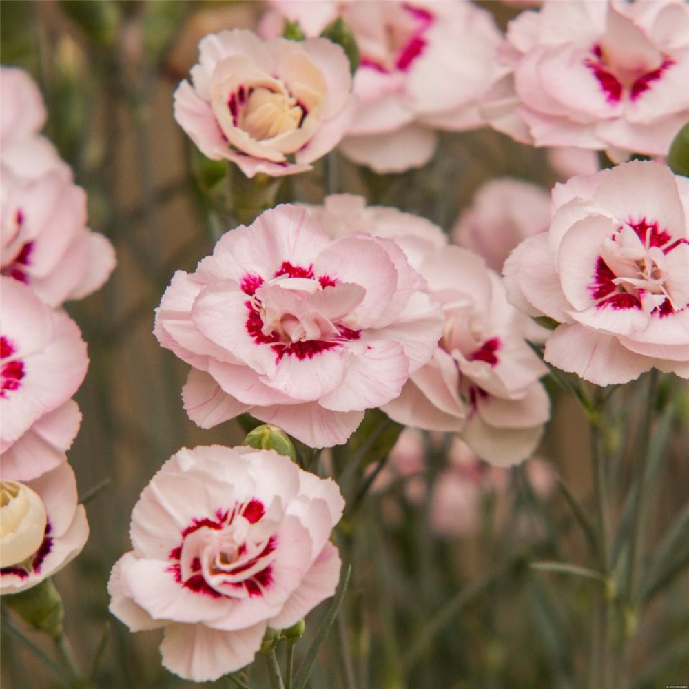 Duftende Federnelke Dianthus Plumarius Angel Of Virtue Lichtnelke Pflanzenversand