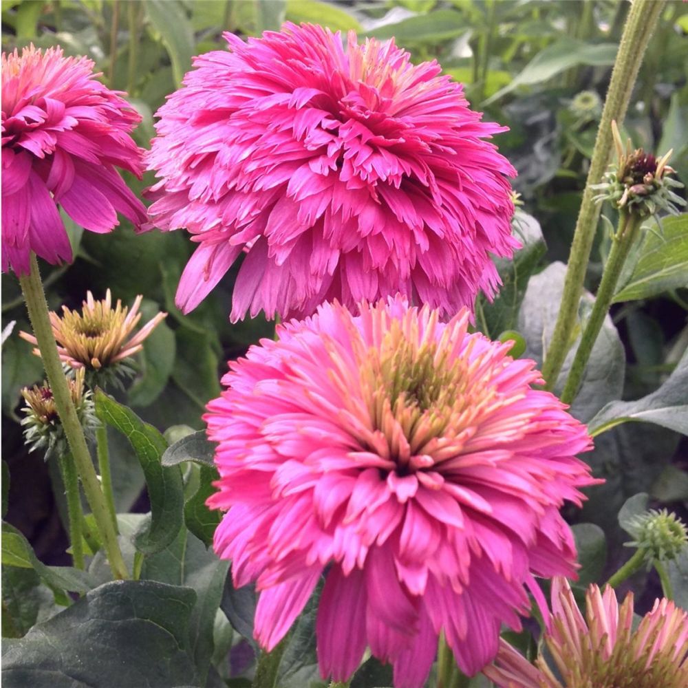 Sonnenhut Echinacea Pink Bonbon Lichtnelke Pflanzenversand