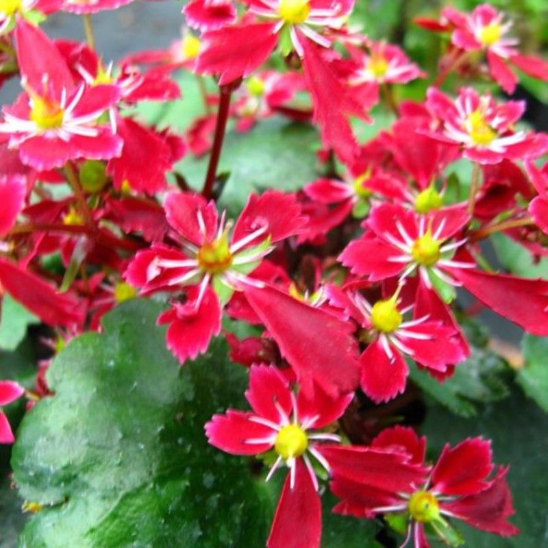 Herbst Steinbrech Saxifraga Fortunei Beni Tsukasa Lichtnelke