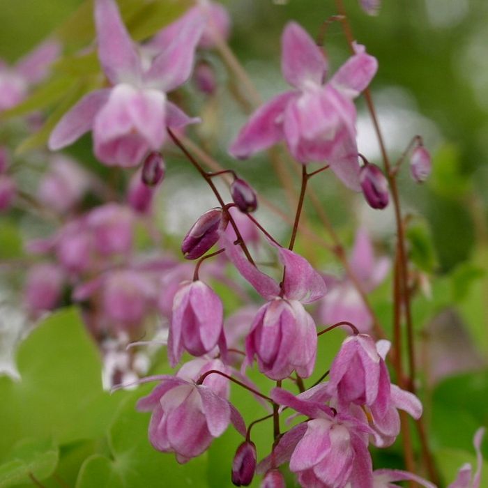 Gro\u00DFblumige\u0020Elfenblume\u0020\u0028Epimedium\u0020grandiflorum\u0029\u0020Rose\u0020Queen