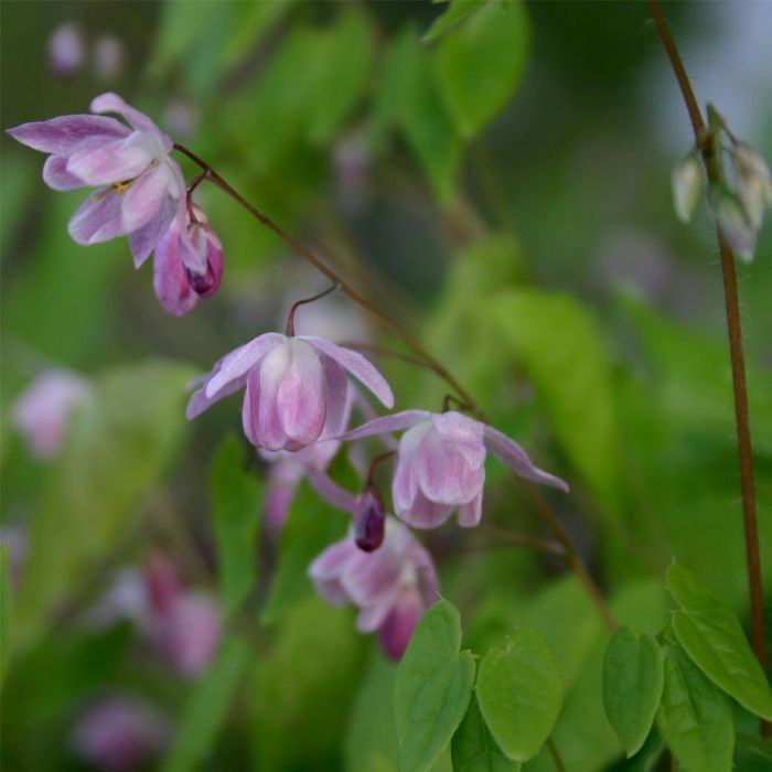 Gro\u00DFblumige\u0020Elfenblume\u0020\u0028Epimedium\u0020grandiflorum\u0029\u0020Rose\u0020Queen