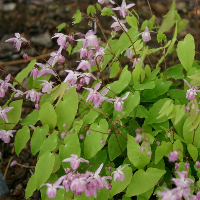 Gro\u00DFblumige\u0020Elfenblume\u0020\u0028Epimedium\u0020grandiflorum\u0029\u0020Rose\u0020Queen