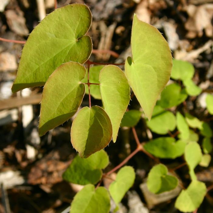 Gro\u00DFblumige\u0020Elfenblume\u0020\u0028Epimedium\u0020grandiflorum\u0029\u0020Rose\u0020Queen