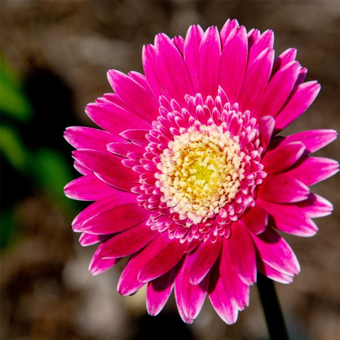 Gerbera\u0020\u0028Gerbera\u0020jamesonii\u0029\u0020GARVINEA\u0020Sweet\u0020Fiesta