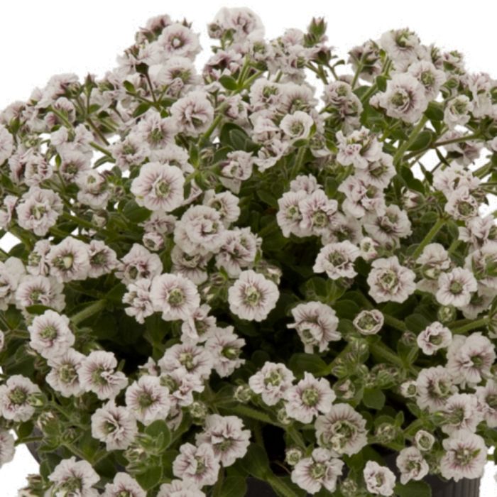 Himalaya\u002DSchleierkraut\u0020\u0028Gypsophila\u0020cerastioides\u0029\u0020Plena