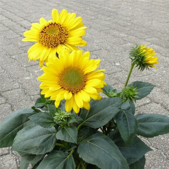 Pure | Pflanzenversand Gold Lichtnelke Sonnenblume