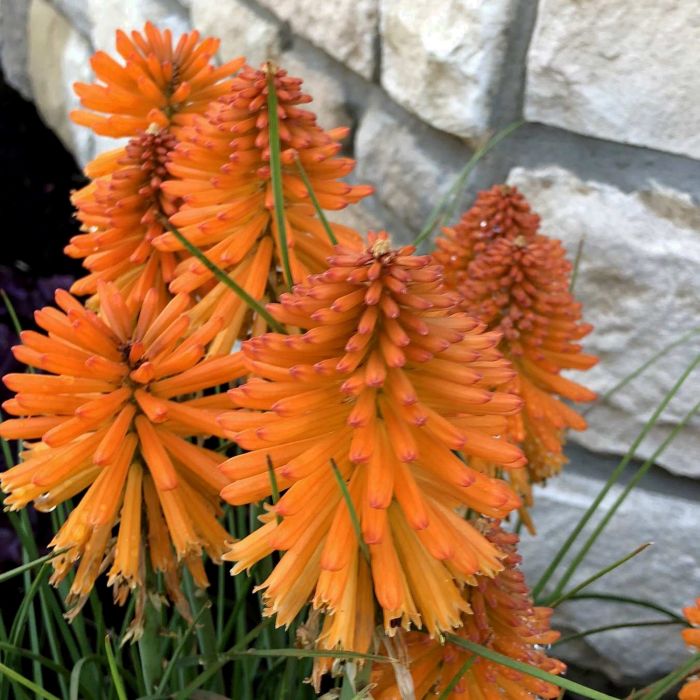 Fackellilie\u0020\u0028Kniphofia\u0029\u0020POCO\u0020Orange