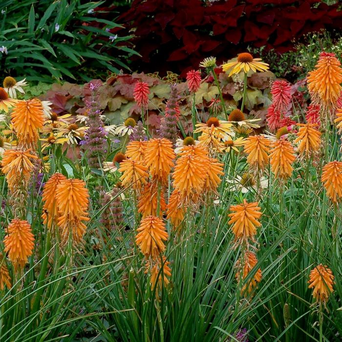 Fackellilie\u0020\u0028Kniphofia\u0029\u0020POCO\u0020Orange