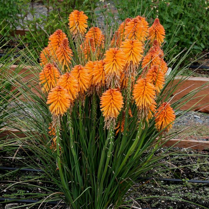 Fackellilie\u0020\u0028Kniphofia\u0029\u0020POCO\u0020Orange