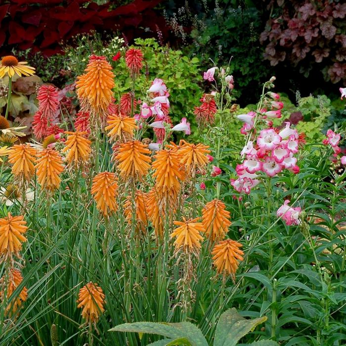 Fackellilie\u0020\u0028Kniphofia\u0029\u0020POCO\u0020Orange