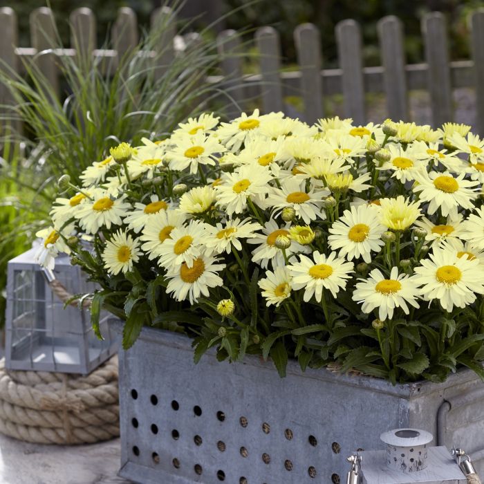 Gro\u00DFblumige\u0020Margerite\u0020\u0028Leucanthemum\u0020x\u0020superbum\u0029\u0020OOH\u0020LA\u0020Lacr\u00E8me