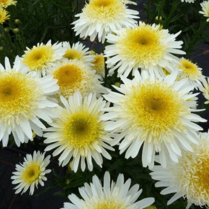 Gro\u00DFblumige\u0020Margerite\u0020\u0028Leucanthemum\u0020superbum\u0029\u0020Real\u0020Glory