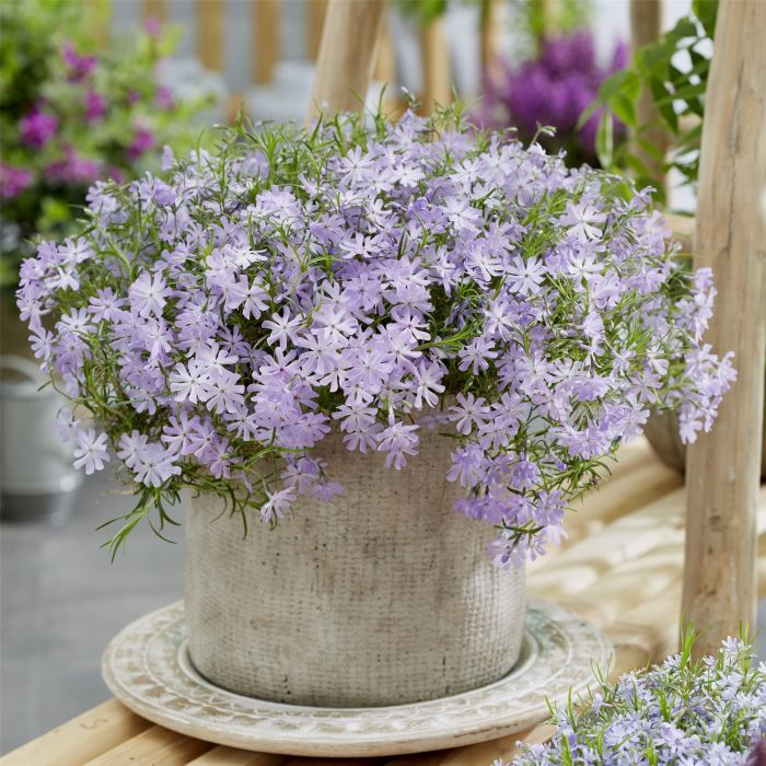 Polsterphlox\u0020\u0028Phlox\u0020subulata\u0029\u0020Bedazzled\u0020Lavender