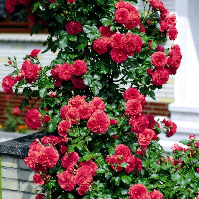 Kletterrose\u0020ROSARIUM\u0020UETERSEN