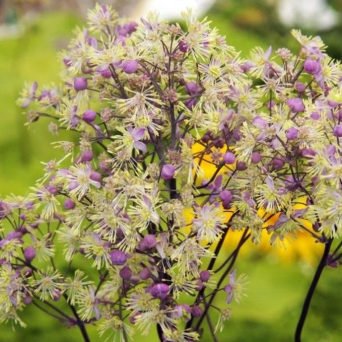 Hohe\u0020Wiesenraute\u0020\u0028Thalictrum\u0020rochebrunianum\u0029\u0020Anne