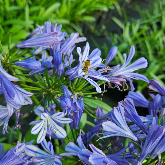 Zwerg\u002DSchmucklilie\u0020\u0028Agapanthus\u0020africanus\u0029\u0020Charlotte