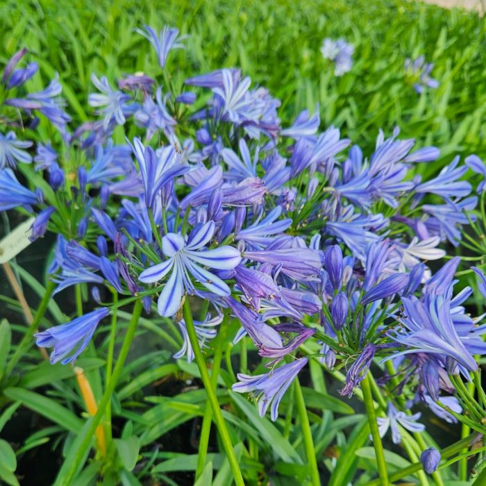 Zwerg\u002DSchmucklilie\u0020\u0028Agapanthus\u0020africanus\u0029\u0020Charlotte