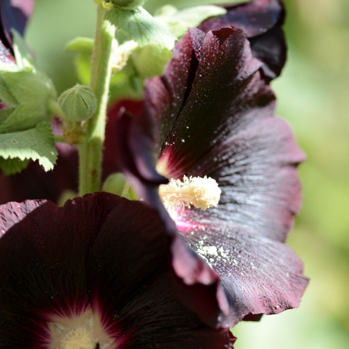 Stockrose\u0020\u0028Alcea\u0020rosea\u0020var\u0020nigra\u0029\u0020schwarz\u0020\u002F\u0020einfach