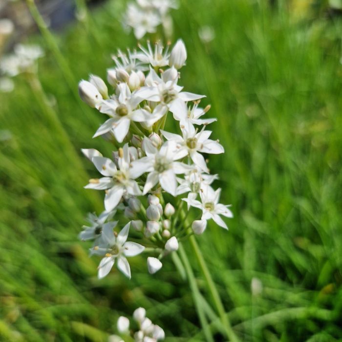 Schnittknoblauch\u0020\u0028Allium\u0020tuberosum\u0029\u0020