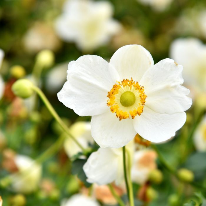 Herbstanemone\u0020\u0028Anemone\u0029\u0020SUMMER\u0020BREEZE\u0020Snow