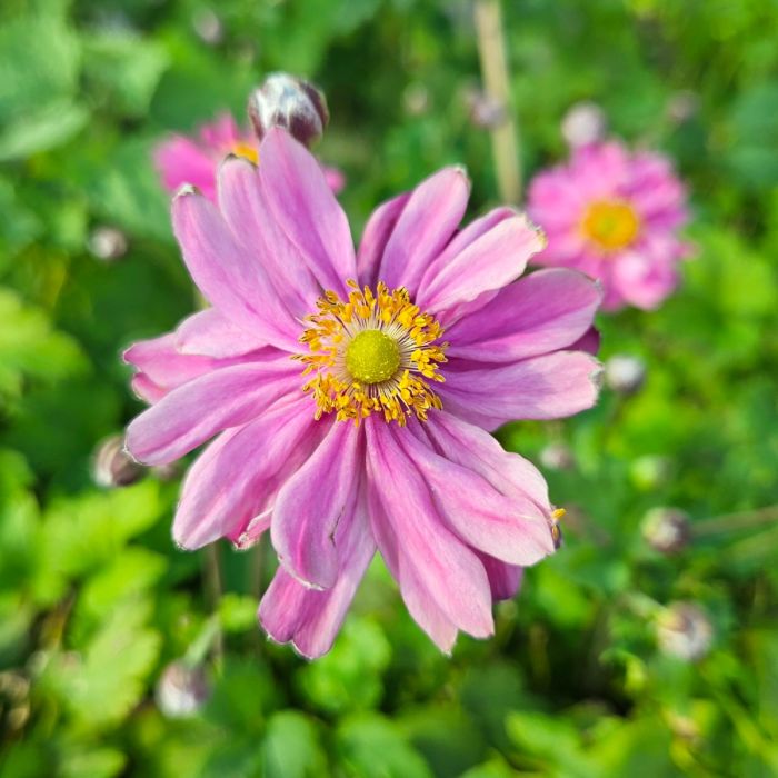 Herbst\u0020Anemone\u0020\u0028Anemone\u0020hupehensis\u0029\u0020PRETTY\u0020LADY\u0020Emily