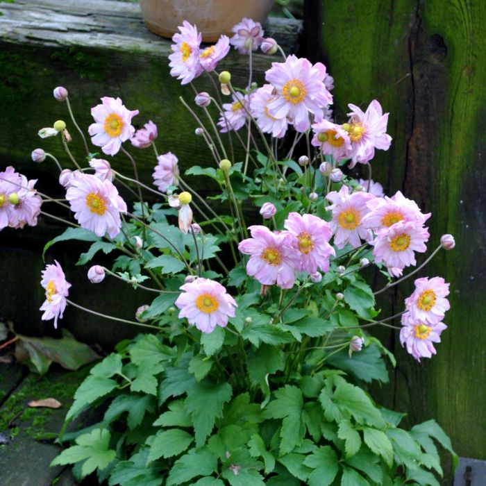 Herbst\u0020Anemone\u0020\u0028Anemone\u0020hupehensis\u0029\u0020PRETTY\u0020LADY\u0020Emily