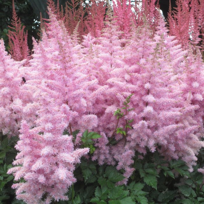 Prachtspiere\u0020\u0028Astilbe\u0029\u0020Short\u0020\u0027n\u0027\u0020Ice\u0020Cream