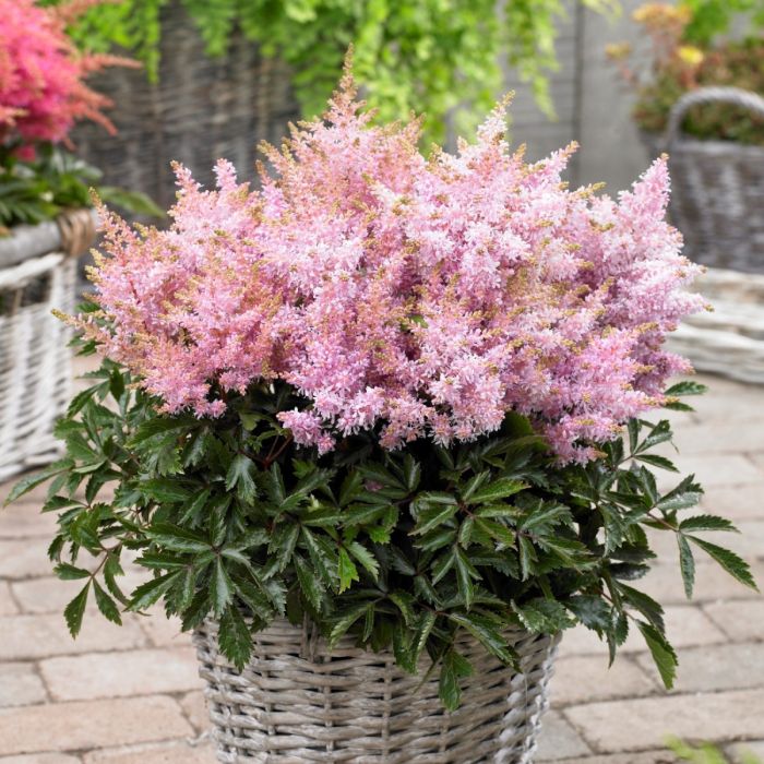 Zwerg\u002DPrachtspiere\u0020\u0028Astilbe\u0029\u0020Short\u0020\u0027n\u0027\u0020Sweet\u0020Sugarberry