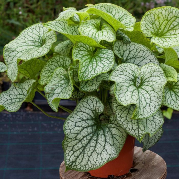 Silbriges\u0020Kaukasusvergissmeinnicht\u0020\u0028Brunnera\u0020macrophylla\u0029\u0020Alexander\u0027s\u0020Great