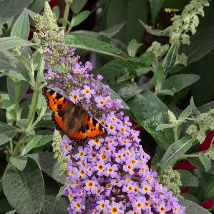 Zwerg\u002DSchmetterlingsflieder\u0020\u0028Buddleja\u0020davidii\u0029\u0020BUTTERFLY\u0020CANDY\u0020Little\u0020Sweetheart