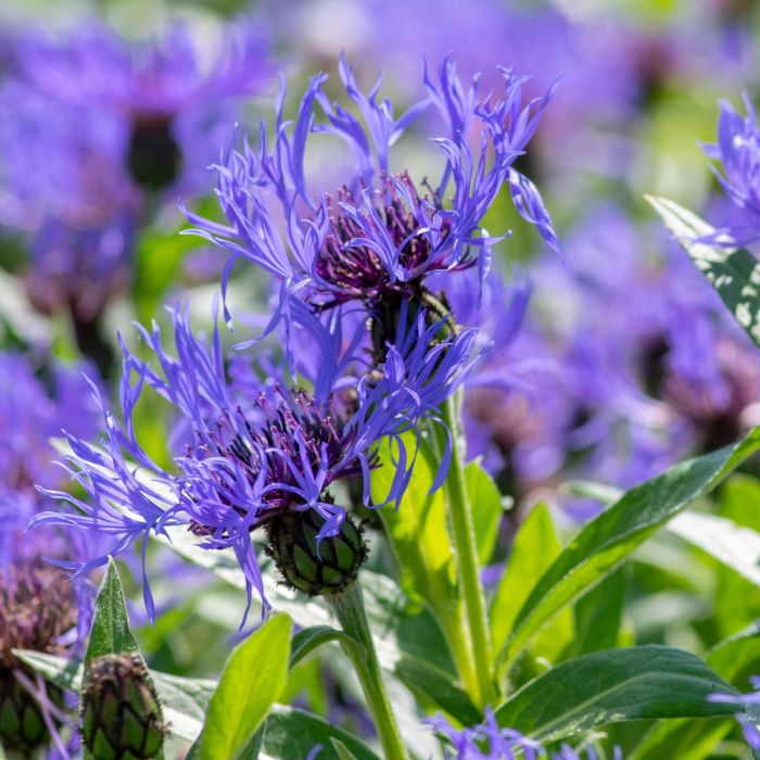 Bergflockenblume\u0020\u0028Centaurea\u0020montana\u0020\u0029\u0020Bright\u0020Blue