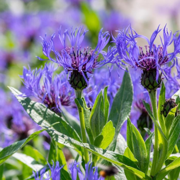 Bergflockenblume\u0020\u0028Centaurea\u0020montana\u0020\u0029\u0020Bright\u0020Blue