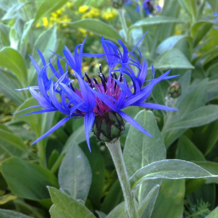 Bergflockenblume\u0020\u0028Centaurea\u0020montana\u0020\u0029\u0020Bright\u0020Blue