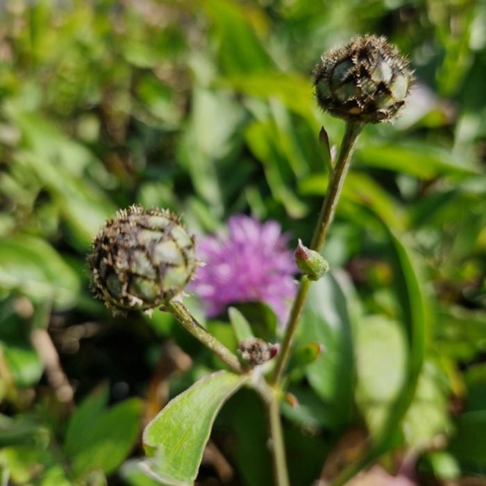 Skabiosen\u002DFlockenblume\u0020\u0028Centaurea\u0020scabiosa\u0029\u0020