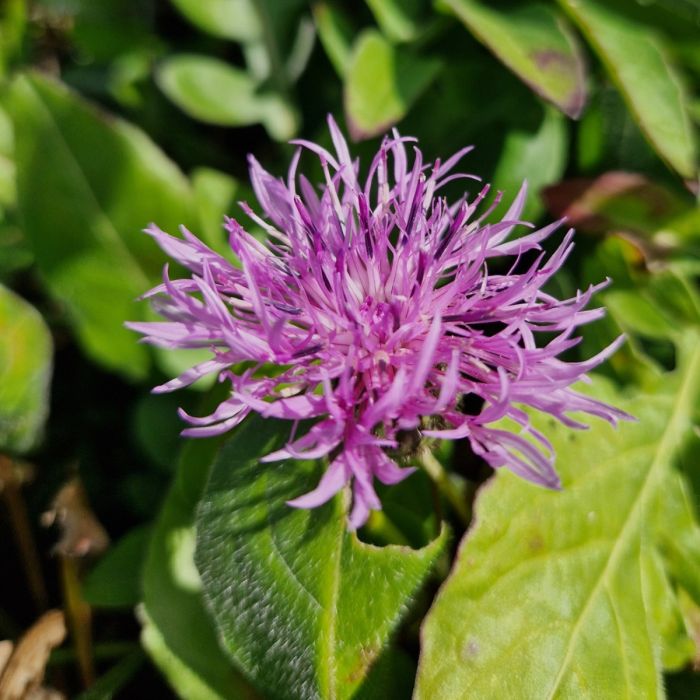 Skabiosen\u002DFlockenblume\u0020\u0028Centaurea\u0020scabiosa\u0029\u0020