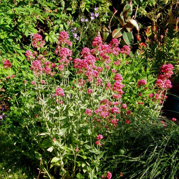 Rote\u0020Spornblume\u0020\u0028Centranthus\u0020ruber\u0020\u0029\u0020Coccineus\u0020