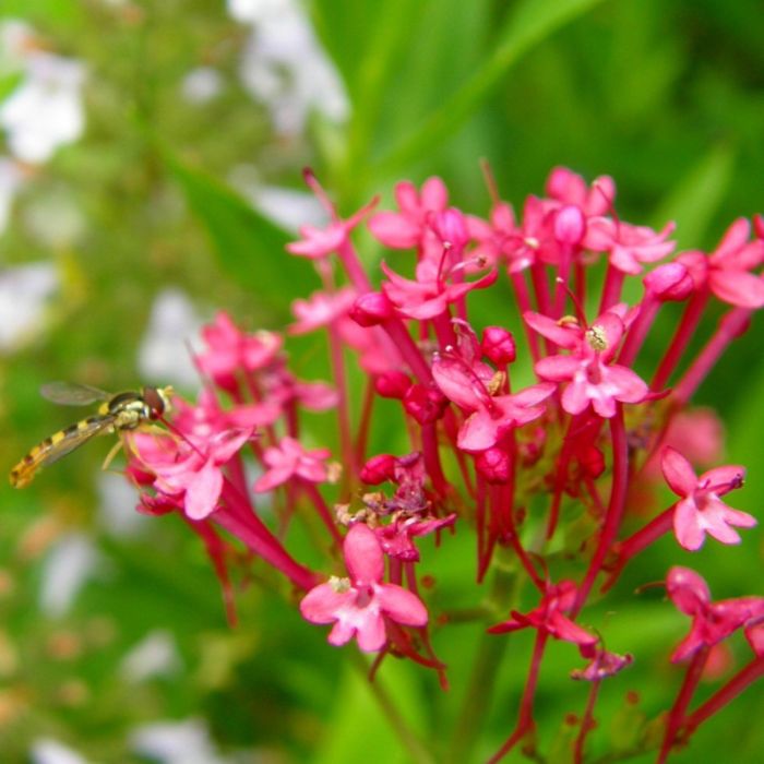 Rote\u0020Spornblume\u0020\u0028Centranthus\u0020ruber\u0020\u0029\u0020Coccineus\u0020