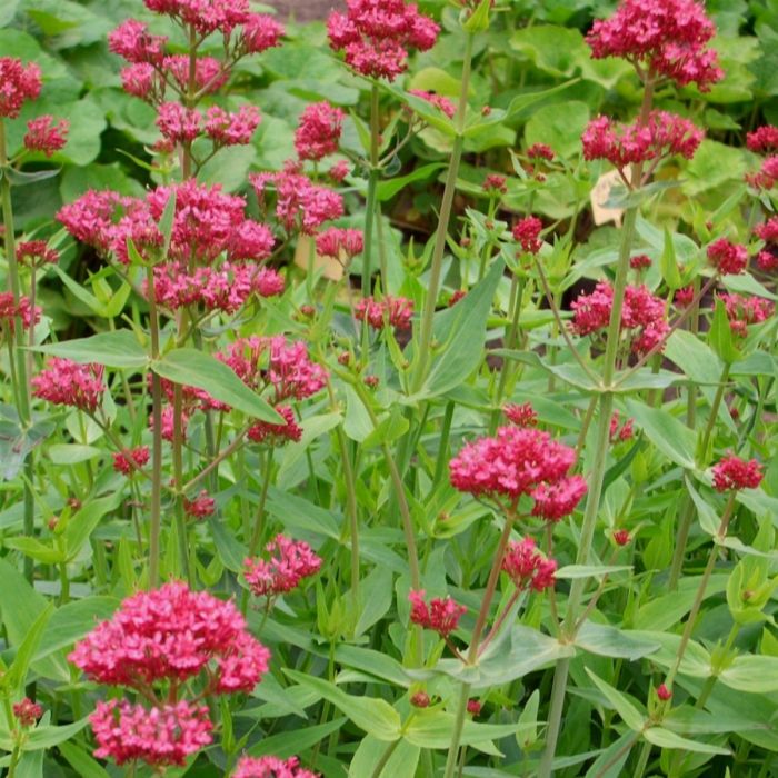 Rote\u0020Spornblume\u0020\u0028Centranthus\u0020ruber\u0020\u0029\u0020Coccineus\u0020