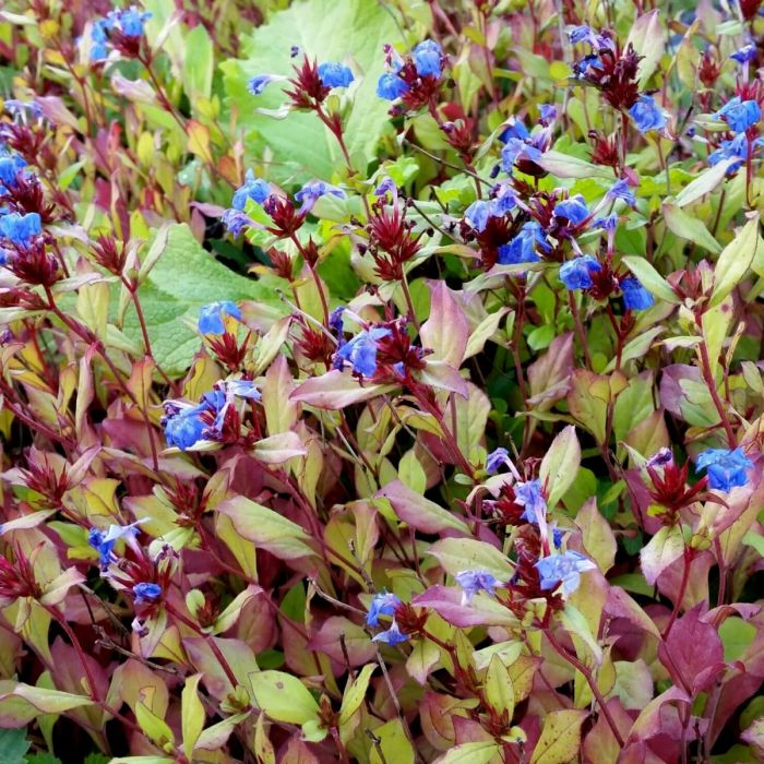 Bleiwurz\u0020\u0028Ceratostigma\u0020plumbaginoides\u0029\u0020Gentian\u0020Blue