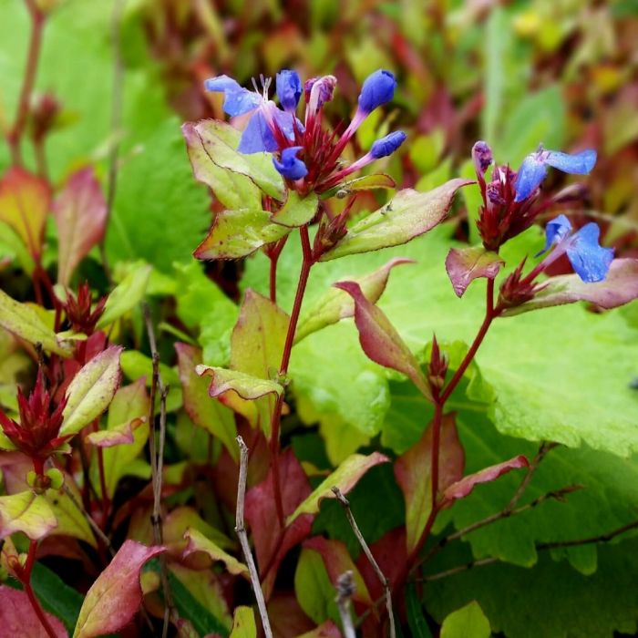 Bleiwurz\u0020\u0028Ceratostigma\u0020plumbaginoides\u0029\u0020Gentian\u0020Blue