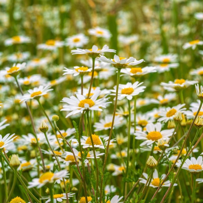 Hohe\u0020Margerite\u0020\u0028Chrysanthemum\u0020leucanthemum\u0029\u0020May\u0020Queen\u0020\u002F\u0020Maik\u00F6nigin