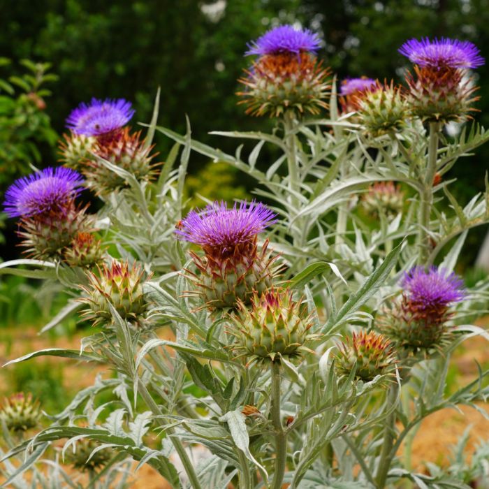 Artischocke\u0020\u0028Cynara\u0020cardunculus\u0020f.\u0020scolymus\u0029\u0020Green\u0020Globe