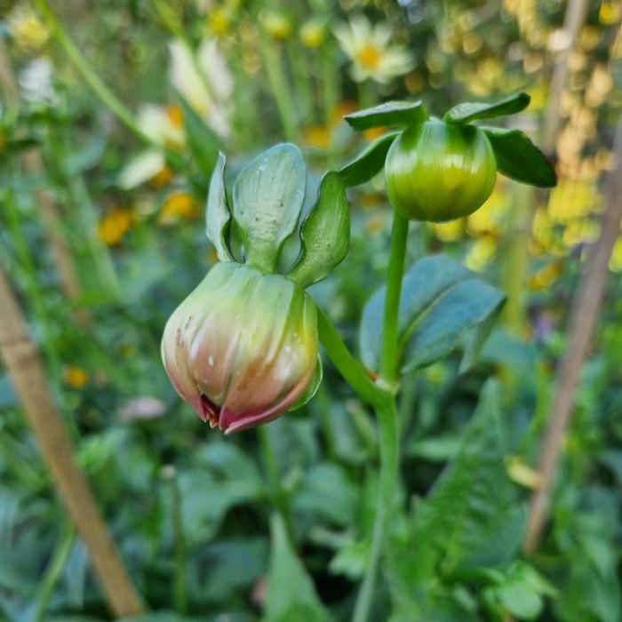 Halbgef\u00FCllte\u0020Dahlie\u0020\u0028Dahlia\u0029\u0020Rhubarb\u0020\u0026\u0020Custard\u0020